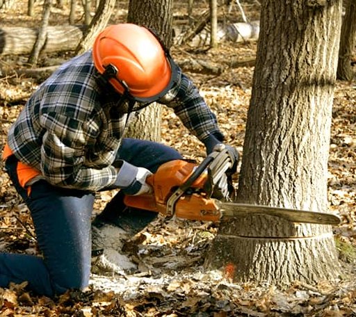 Tree Removal in Blue Hill, ME